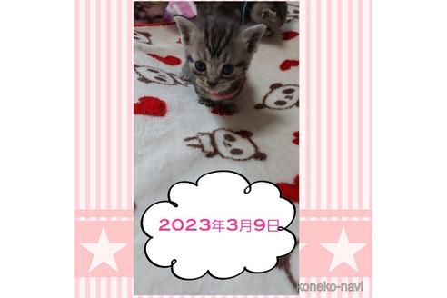 販売中の鹿児島県のアメリカンショートヘア-46254